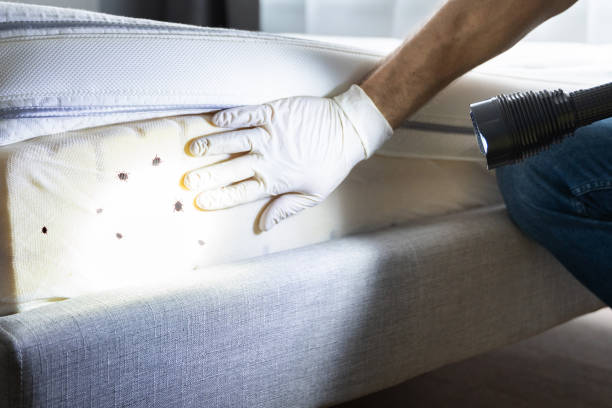 Best Affordable Pest Control Services  in Vley, AL